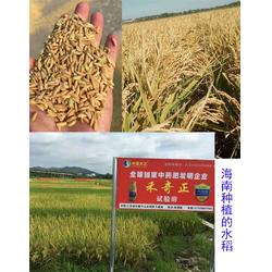 水稻生物農(nóng)藥防治土傳病害 遼寧生物農(nóng)藥與拜農(nóng)生物科技的技術(shù)研發(fā)探索